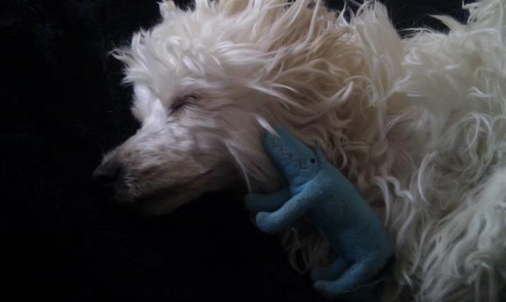 Chinese crested powder puff Bumle <3 - Putter med min bamse :) billede 11