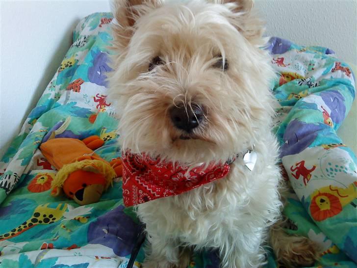 West highland white terrier Ronja (Solo)  R.I.P - *Nyt billede 3