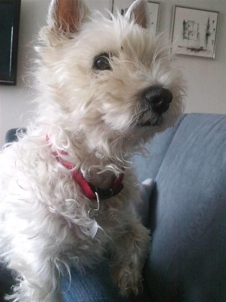 West highland white terrier Ronja (Solo)  R.I.P - *Nyt billede 10