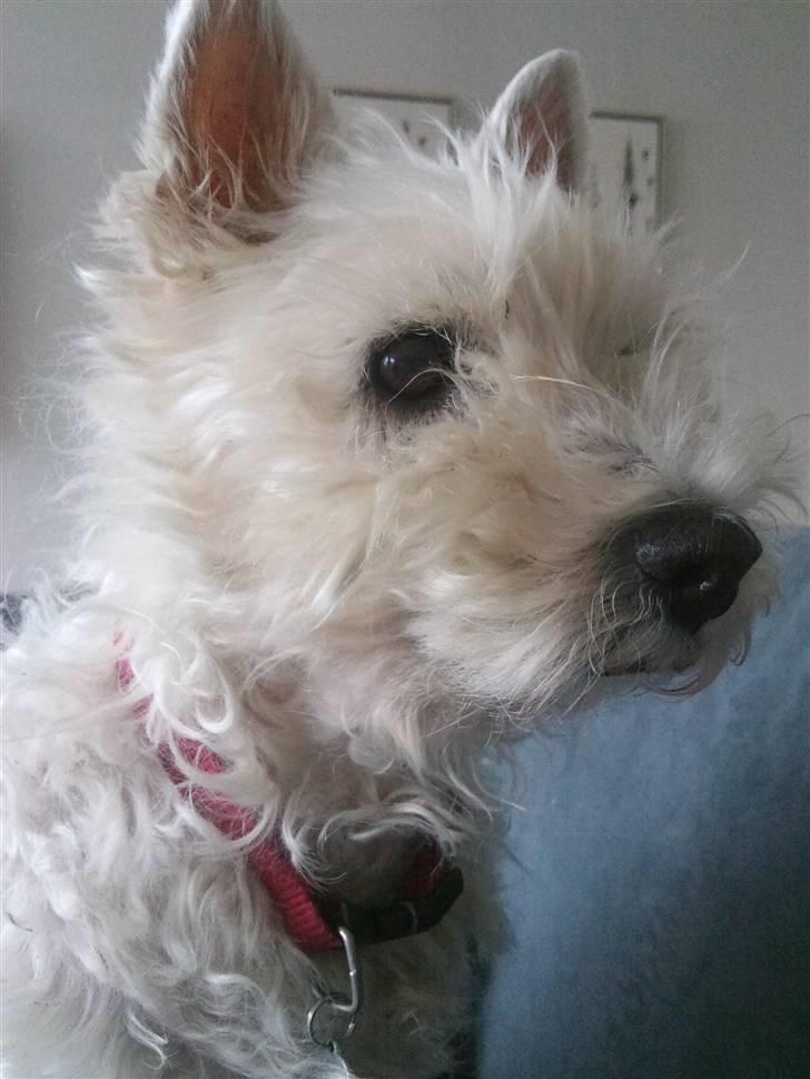 West highland white terrier Ronja (Solo)  R.I.P - *nyt  billede 12