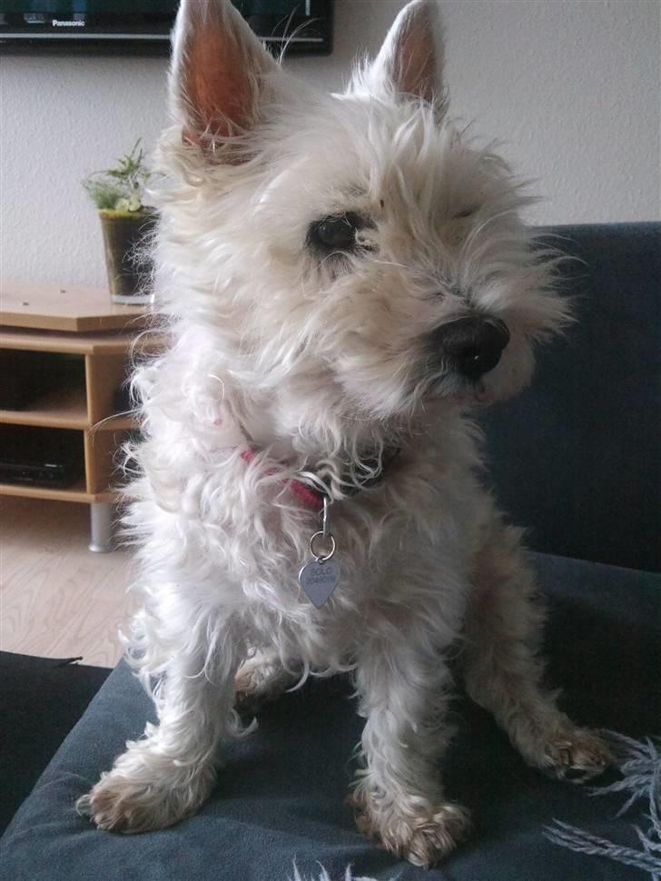 West highland white terrier Ronja (Solo)  R.I.P - *Nyt billede 13