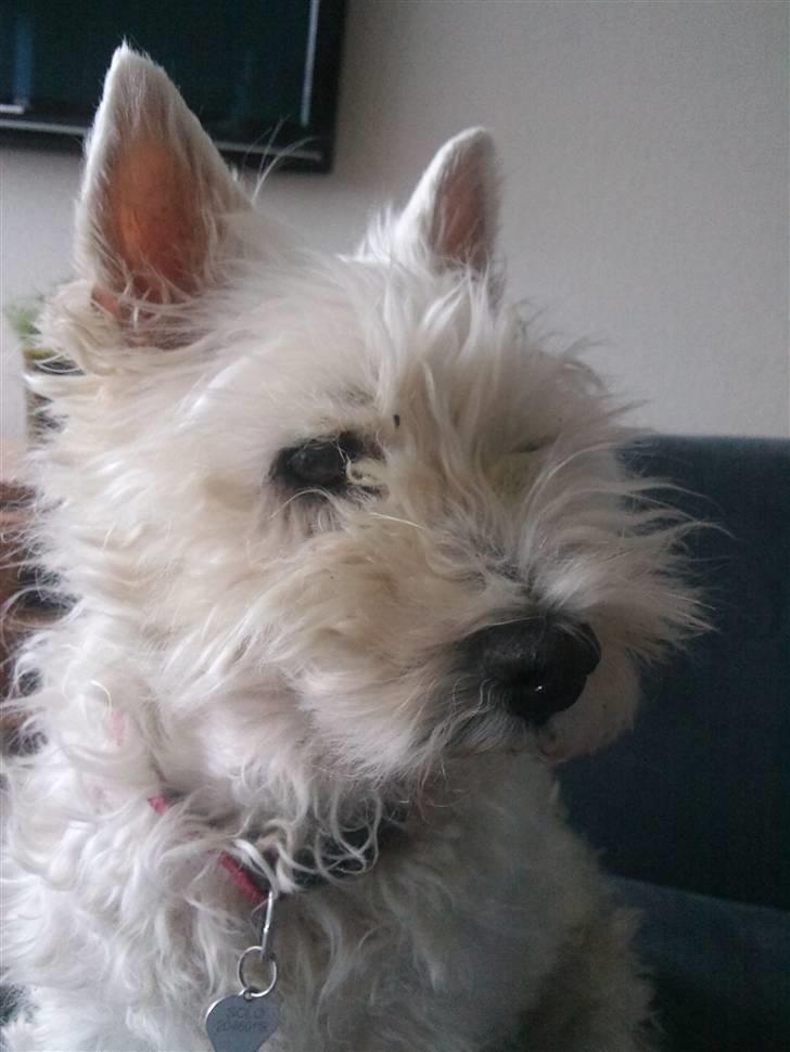 West highland white terrier Ronja (Solo)  R.I.P - *Nyt 2010 billede 14