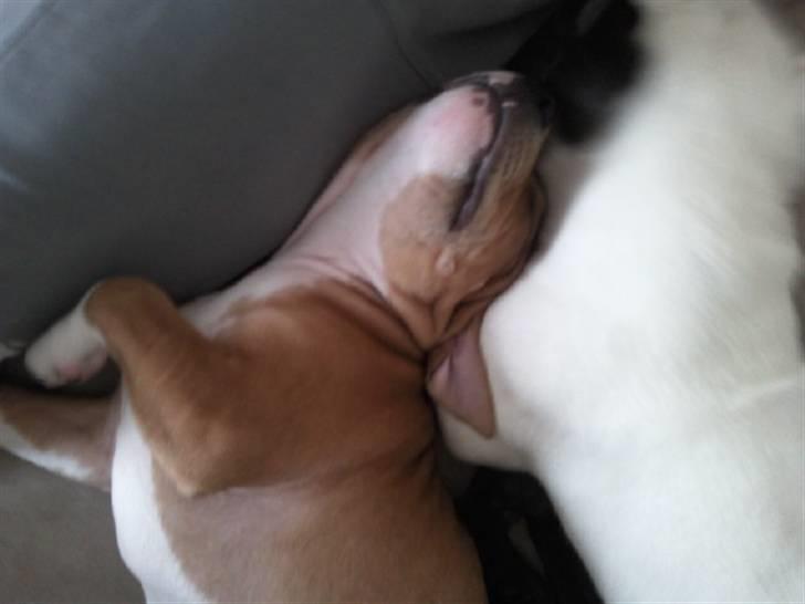 Staffordshire bull terrier Django billede 6