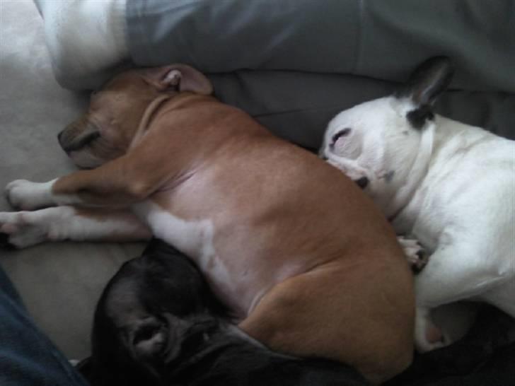 Staffordshire bull terrier Django billede 7