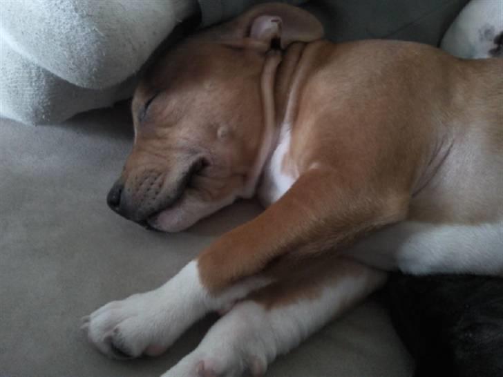 Staffordshire bull terrier Django billede 8