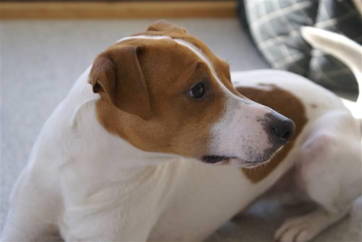 Dansk svensk gaardhund Rambo billede 11