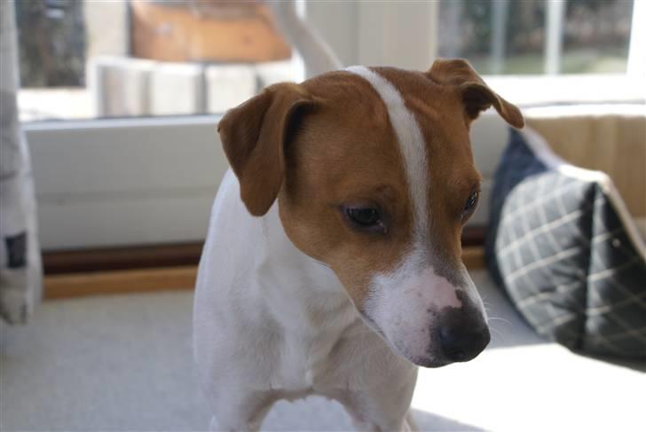 Dansk svensk gaardhund Rambo billede 12