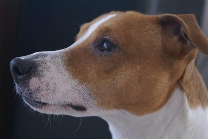 Dansk svensk gaardhund Rambo billede 13