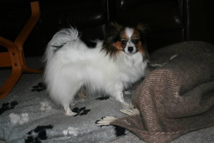 Papillon barima billede 1