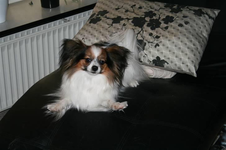 Papillon barima billede 2