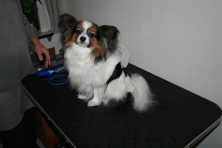 Papillon barima billede 3