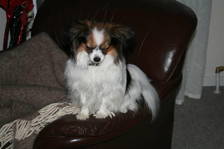 Papillon barima billede 4