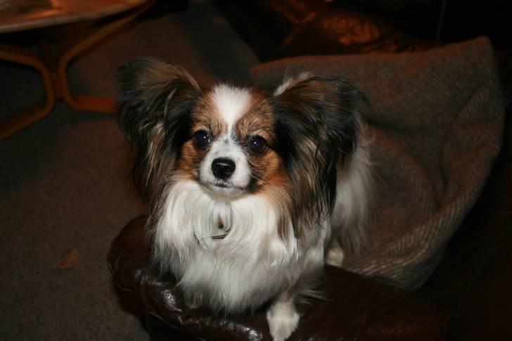 Papillon barima billede 5