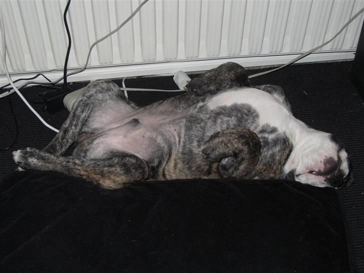 Olde english bulldogge Kingston - Ligger og sover :) billede 4