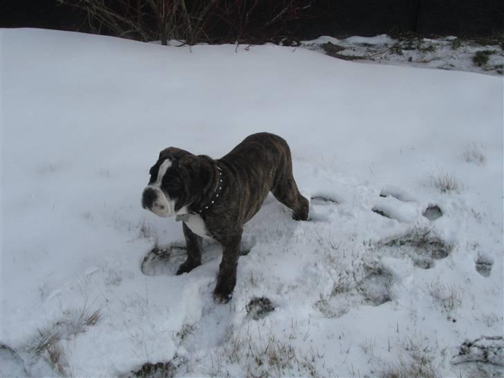 Olde english bulldogge Kingston - 13 uger billede 6