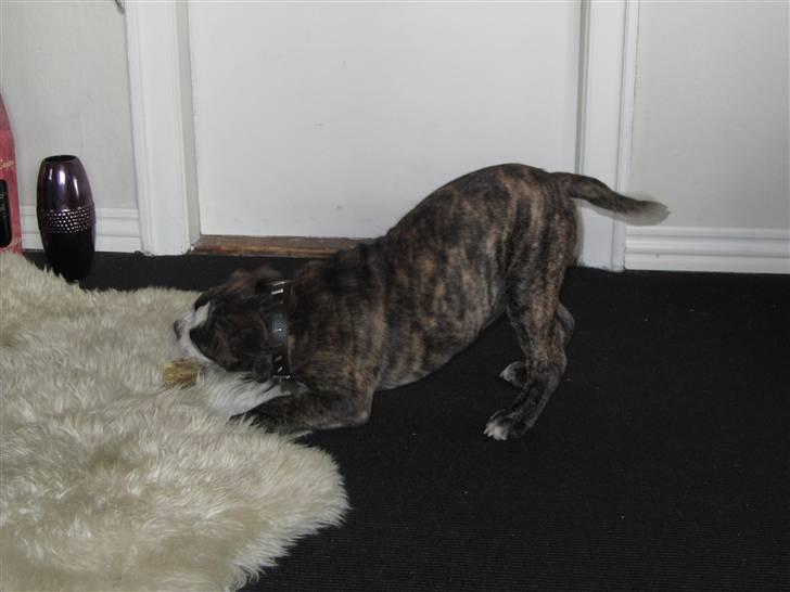 Olde english bulldogge Kingston billede 7