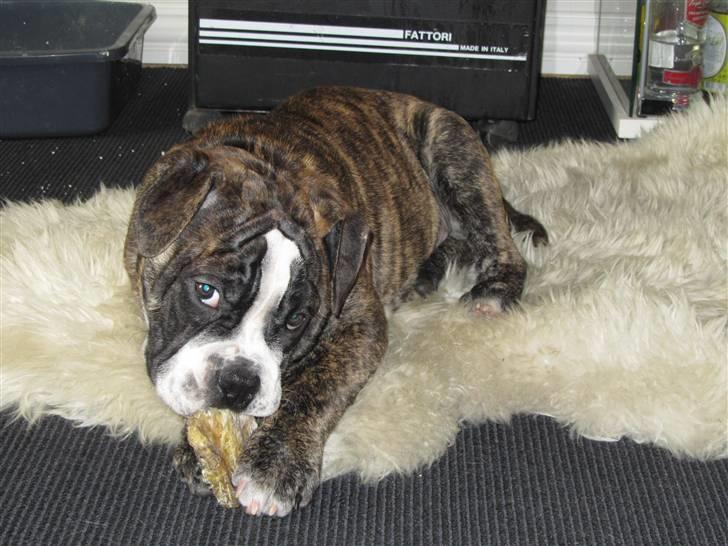 Olde english bulldogge Kingston billede 8