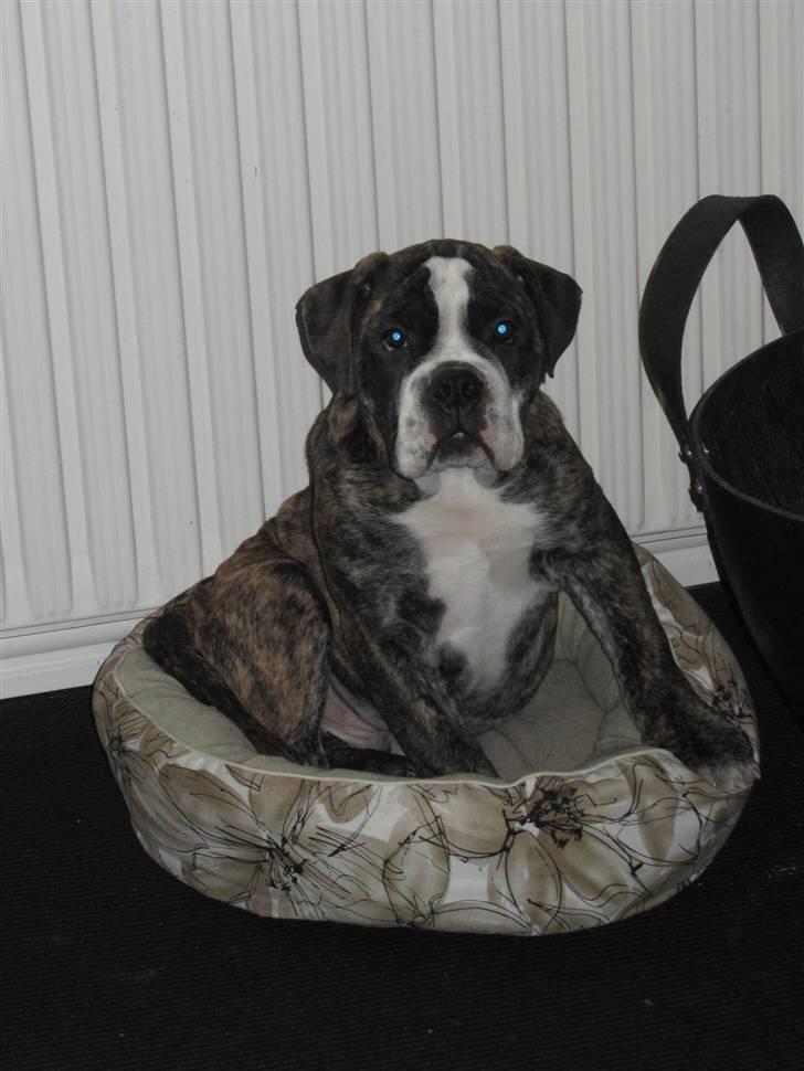 Olde english bulldogge Kingston billede 9