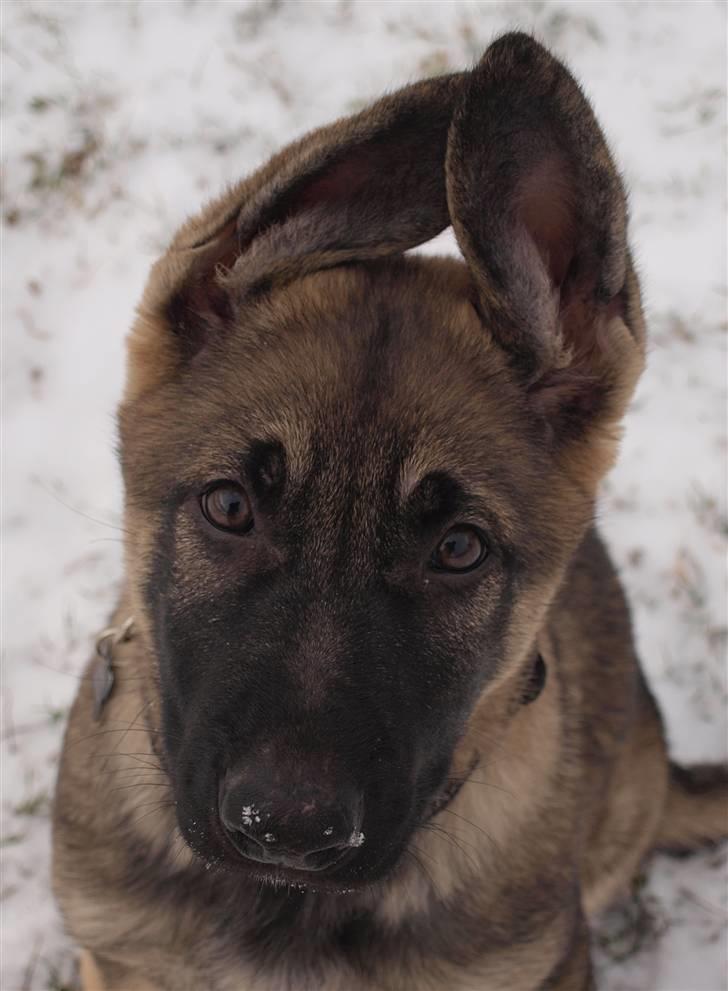 Schæferhund Tamhøjs Jamie - De ører har da charme;) billede 14