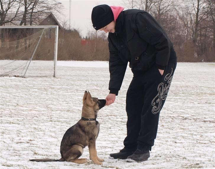 Schæferhund Tamhøjs Jamie - Jep lidt træning skal der jo til billede 15