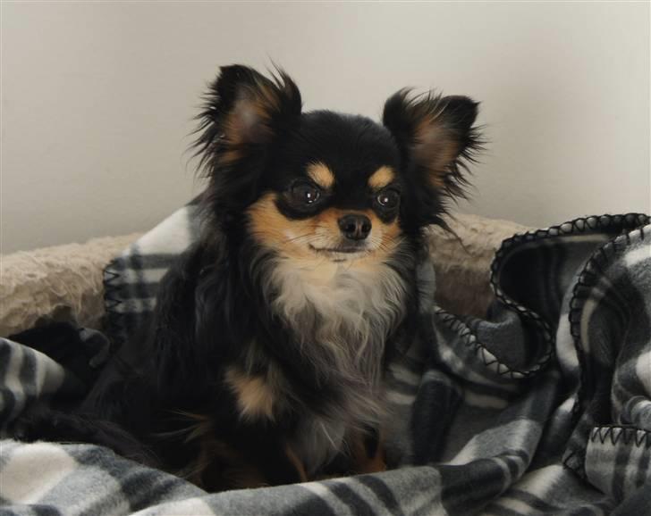 Chihuahua Bailey billede 18