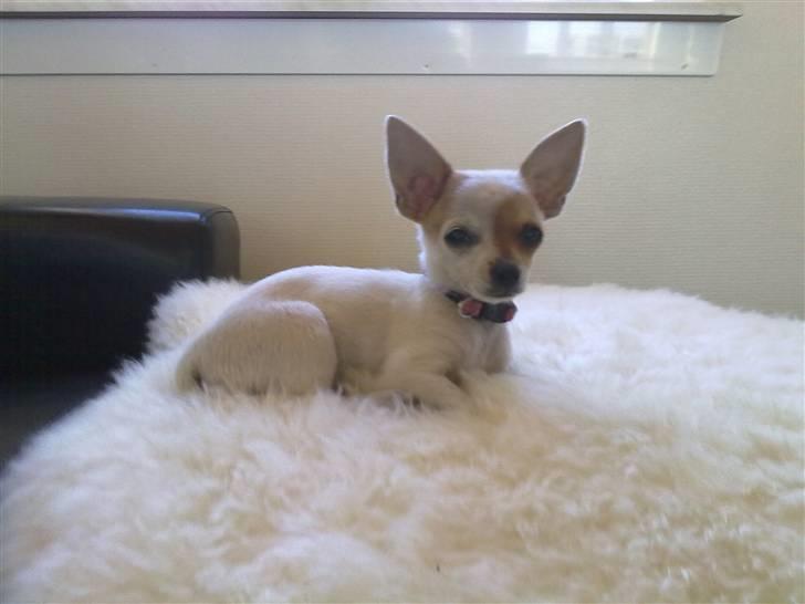 Chihuahua Kenzi billede 2