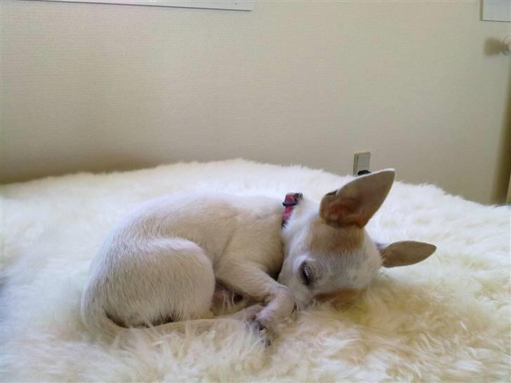 Chihuahua Kenzi - Jeg elsker at sove på lammeskindet på sofaen billede 4