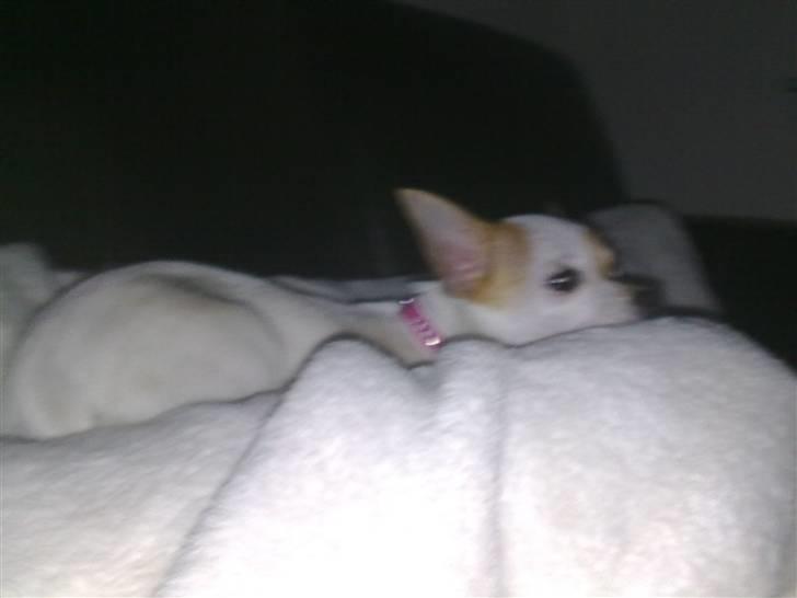 Chihuahua Kenzi - Her ser jeg fjernsyn billede 5