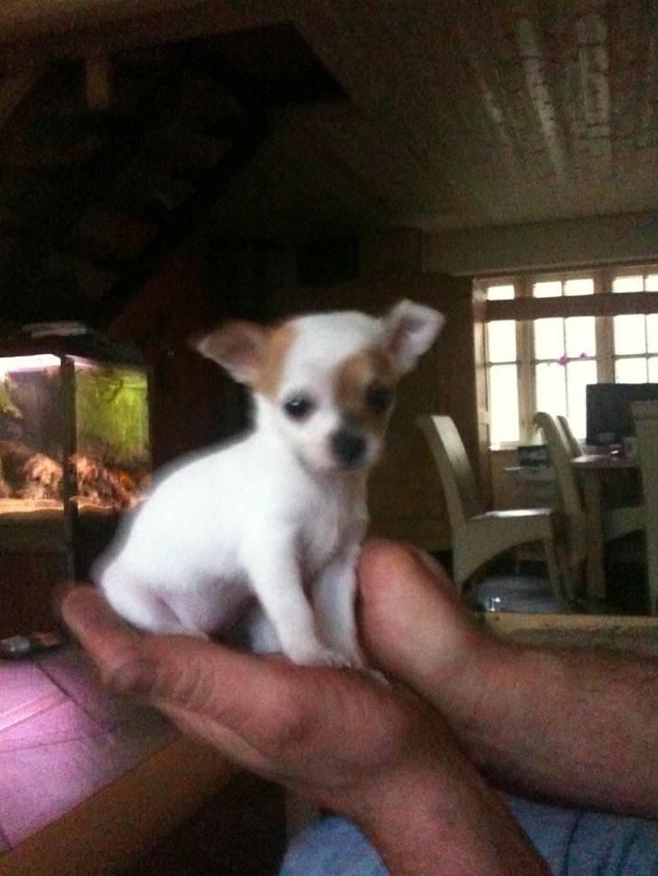 Chihuahua Kenzi - Her er jeg kun 7 uger billede 7