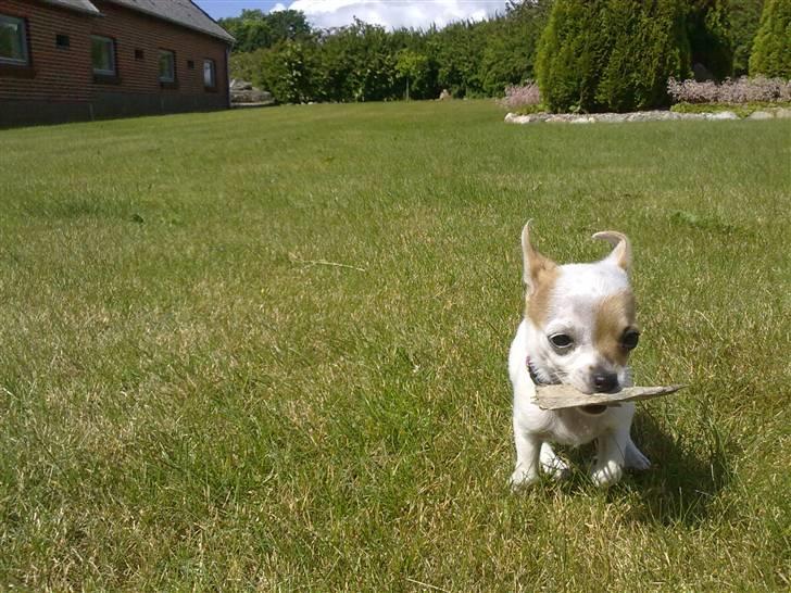 Chihuahua Kenzi - Se hvor stærkt jeg kan rande billede 8