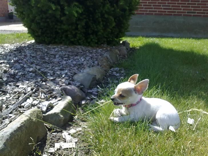 Chihuahua Kenzi - Haven er så dejlig om sommeren billede 9