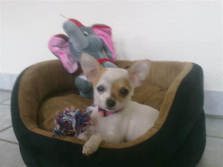 Chihuahua Kenzi - Min kurv billede 11