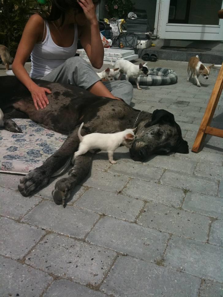 Chihuahua Kenzi - Her siger jeg hej til en stor hund. Det er mine forældre der kan ses i baggrunden. billede 12