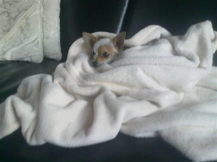 Chihuahua Kenzi - Putter i tæppet billede 13