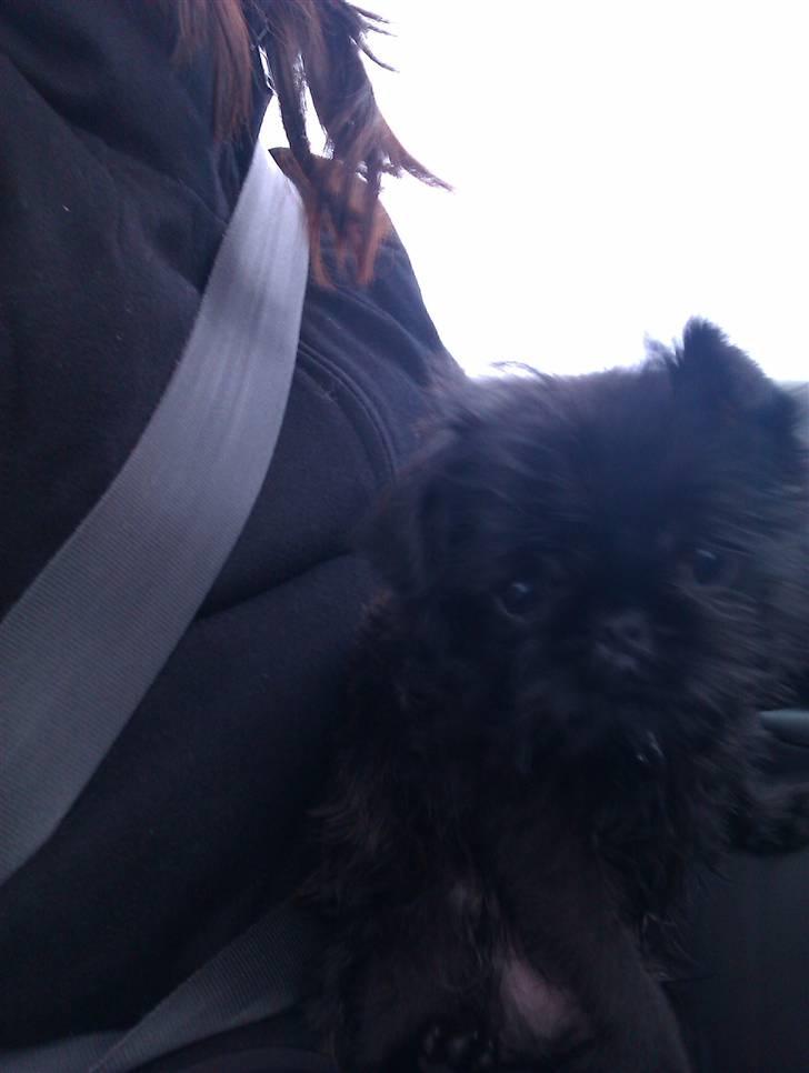 Griffon belge Bertram billede 11