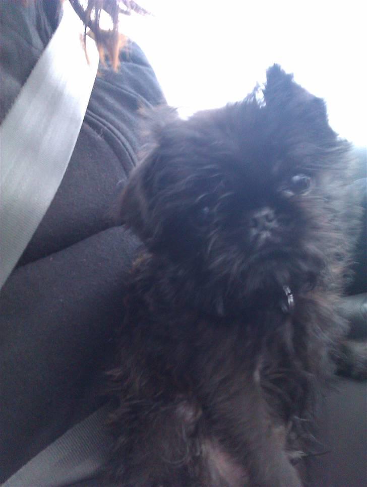 Griffon belge Bertram billede 12