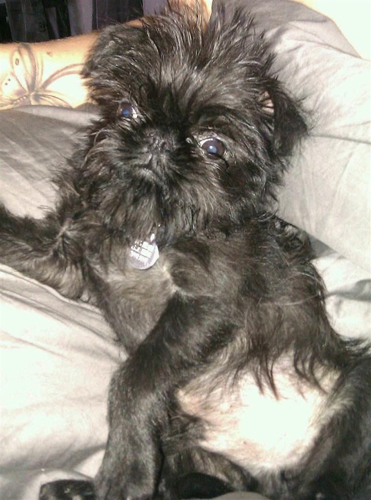 Griffon belge Bertram billede 13