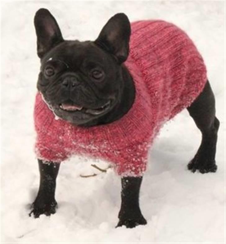 Fransk bulldog Lancome's Ælmira - Mira d.19/2 2011 til vintertræf. billede 13