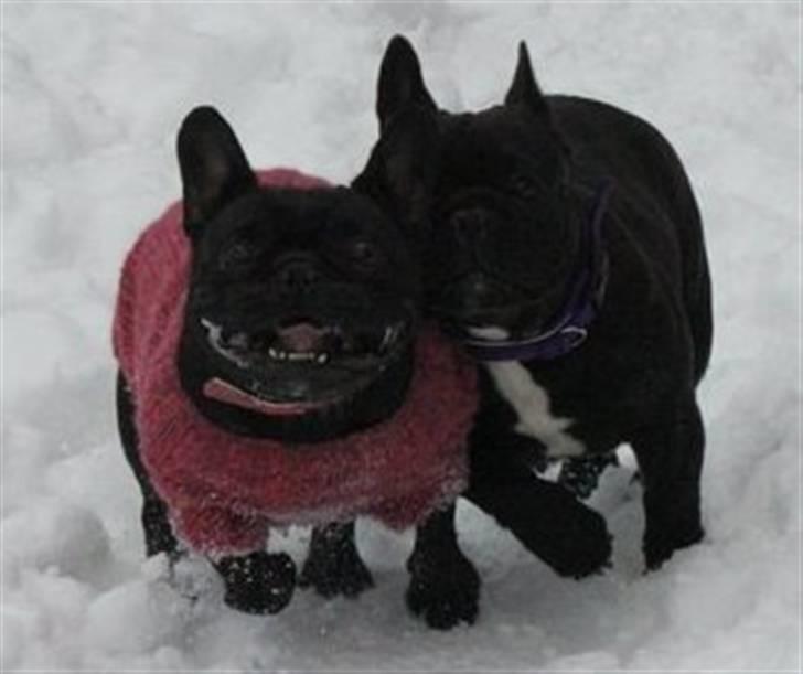 Fransk bulldog Lancome's Ælmira - Mira og Grynte vintertræf billed taget af Anne Frost billede 14