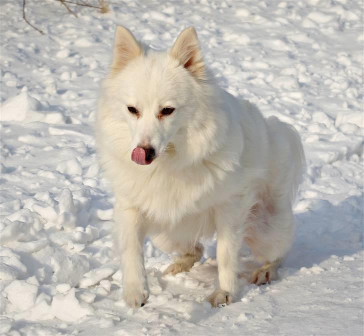 Japansk spids Grazy Daisy - R.I.P. :'( <3 - i sneen, taget den 17.02.11 billede 16