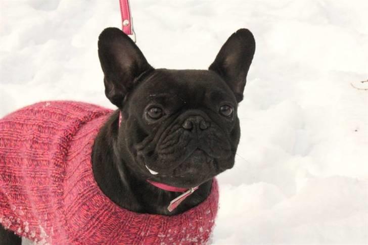Fransk bulldog Lancome's Ælmira - Mira d.19/2 2011 til vintertræf. billede 15