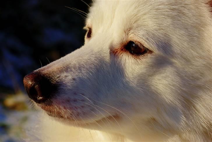 Japansk spids Grazy Daisy - R.I.P. :'( <3 billede 1