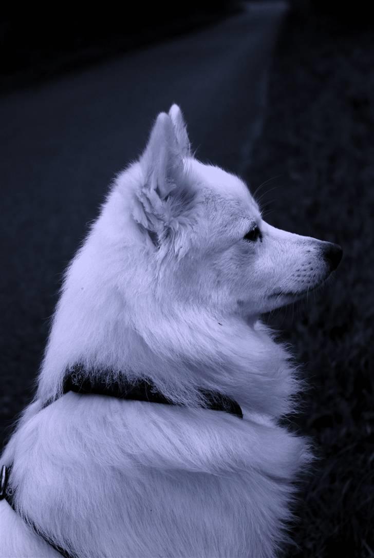 Japansk spids Grazy Daisy - R.I.P. :'( <3 billede 17