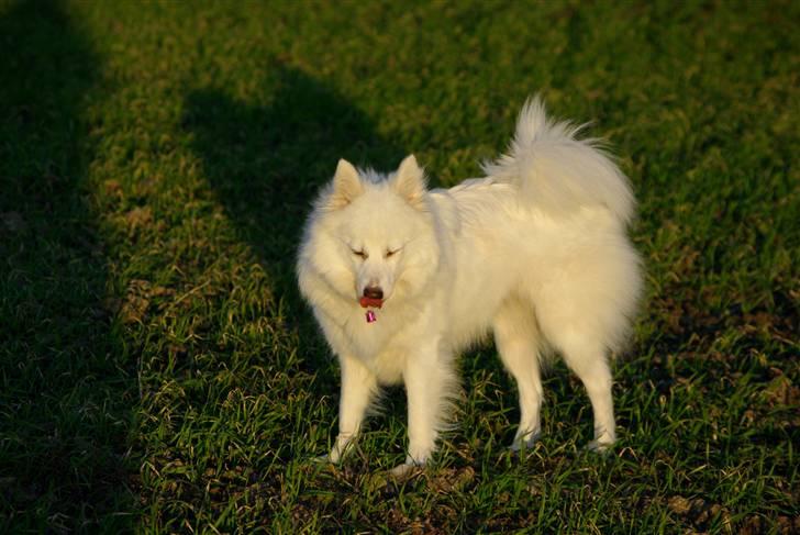 Japansk spids Grazy Daisy - R.I.P. :'( <3 - 17.10.11 billede 19