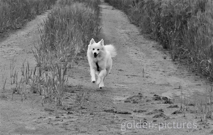 Japansk spids Grazy Daisy - R.I.P. :'( <3 - sommer 2010 billede 4