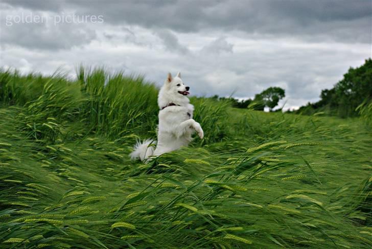 Japansk spids Grazy Daisy - R.I.P. :'( <3 - sommer 2010 billede 20