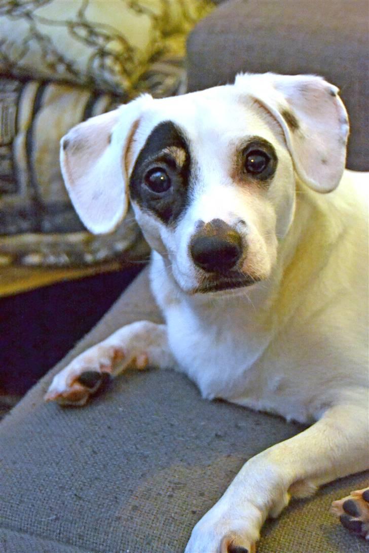 Dansk svensk gaardhund Holger billede 16