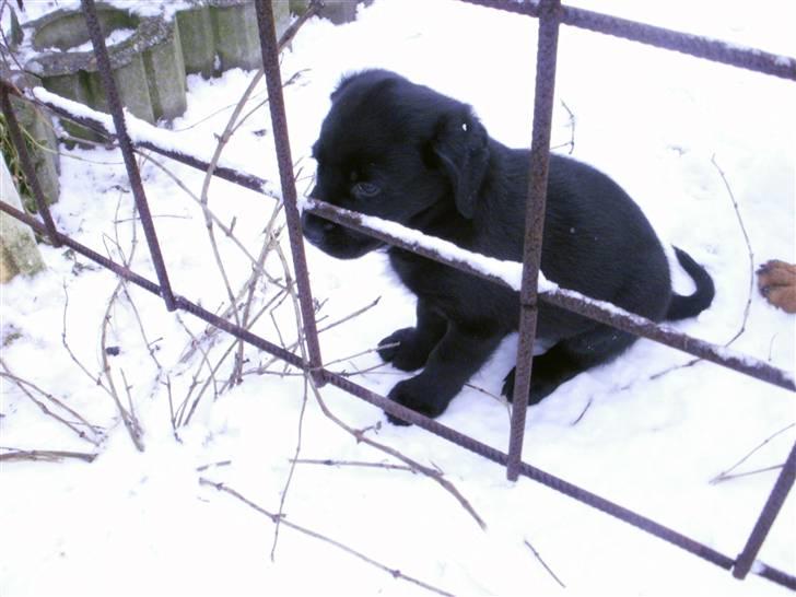 Blanding af racer Rocco billede 1