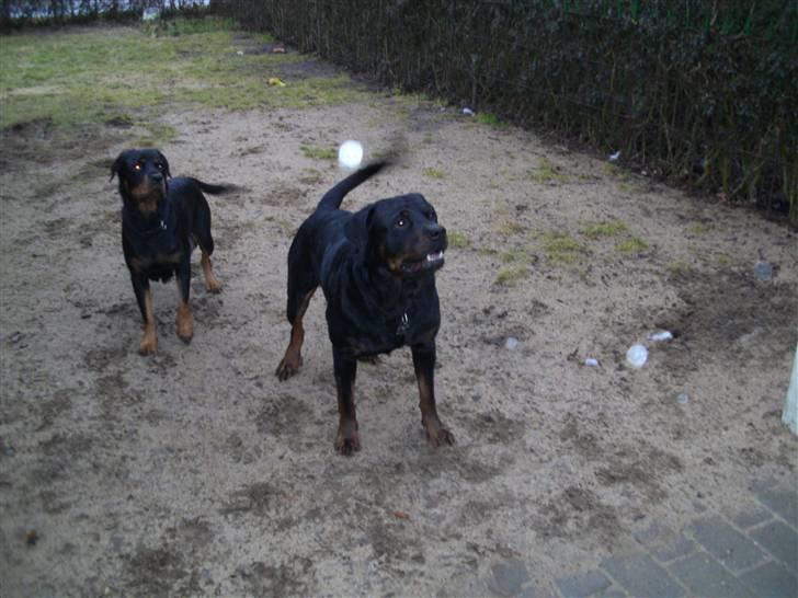 Blanding af racer Rocco - Roccos mor og far billede 2