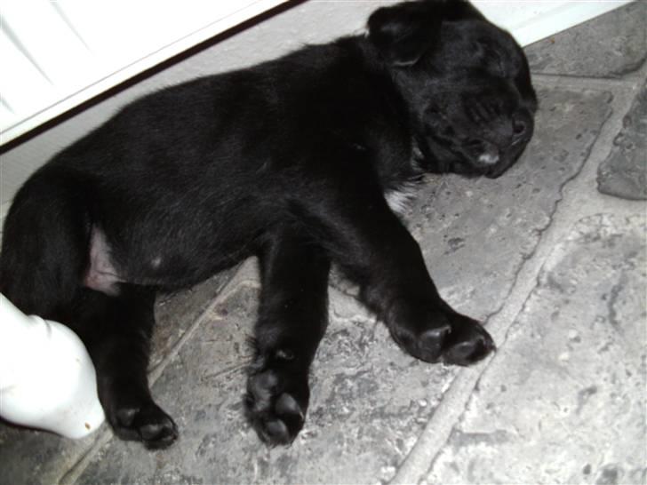 Blanding af racer Rocco billede 3